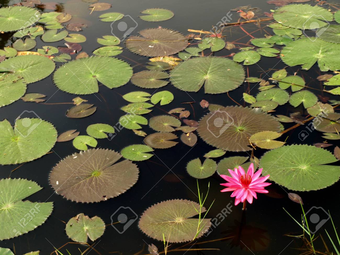 Hojas de Loto Nelumbo Nucifera cortadas Sin Sulfitos