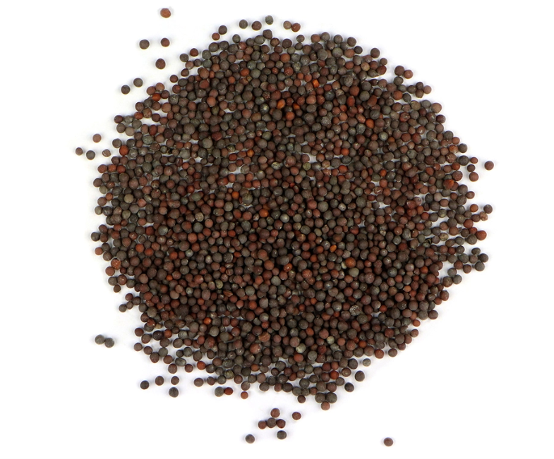 Mustard Seed  Brown Black