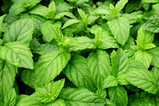 Peppermint  Menta Picada