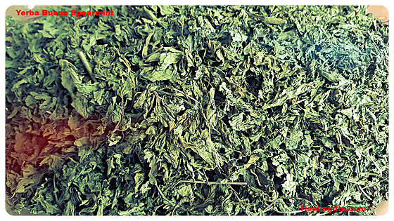 Spearmint Yerba Buena Entera Mentha Spicata