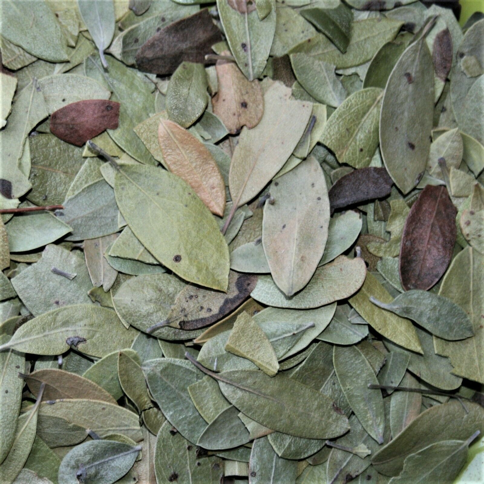 Gayuba Arctostaphylos Pinguica Uva-Ursi Kinnikinnick hojas